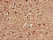 Calcium Voltage-Gated Channel Auxiliary Subunit Gamma 3 antibody, CSB-PA004417LA01HU, Cusabio, Immunohistochemistry frozen image 