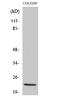 NADH:Ubiquinone Oxidoreductase Subunit B10 antibody, STJ94378, St John