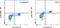 Eukaryotic Translation Initiation Factor 4E Binding Protein 1 antibody, 12-9107-42, Invitrogen Antibodies, Flow Cytometry image 