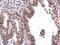 Negative Elongation Factor Complex Member B antibody, NBP2-15935, Novus Biologicals, Immunohistochemistry paraffin image 