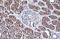 Transmembrane protease serine 2 antibody, GTX100743, GeneTex, Immunohistochemistry paraffin image 