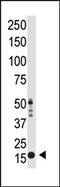 Histone H3 antibody, AP11069PU-N, Origene, Western Blot image 