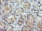 Parvin Alpha antibody, LS-C338029, Lifespan Biosciences, Immunohistochemistry frozen image 