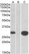 MID1 Interacting Protein 1 antibody, MBS422493, MyBioSource, Western Blot image 