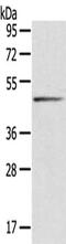 Serpin Family B Member 8 antibody, CSB-PA961315, Cusabio, Western Blot image 