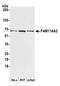 Family With Sequence Similarity 114 Member A2 antibody, A305-760A-M, Bethyl Labs, Western Blot image 