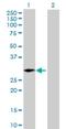 Arginine And Glutamate Rich 1 antibody, H00055082-B01P, Novus Biologicals, Western Blot image 