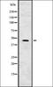 GLI Family Zinc Finger 2 antibody, orb336628, Biorbyt, Western Blot image 
