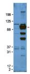Glypican-1 antibody, orb344646, Biorbyt, Western Blot image 