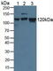 Minichromosome Maintenance Complex Component 2 antibody, abx129081, Abbexa, Western Blot image 