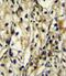 Branched Chain Amino Acid Transaminase 1 antibody, PA5-23656, Invitrogen Antibodies, Immunohistochemistry frozen image 
