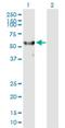 Ribosomal Protein S6 Kinase Like 1 antibody, H00083694-B01P, Novus Biologicals, Western Blot image 