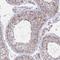 Interleukin 37 antibody, NBP2-33712, Novus Biologicals, Immunohistochemistry paraffin image 