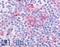G Protein-Coupled Receptor 62 antibody, LS-A3646, Lifespan Biosciences, Immunohistochemistry frozen image 