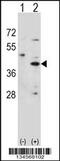 Hydroxy-Delta-5-Steroid Dehydrogenase, 3 Beta- And Steroid Delta-Isomerase 1 antibody, 57-835, ProSci, Western Blot image 