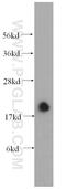 Mitochondrial Inner Membrane Protein MPV17 antibody, 10310-1-AP, Proteintech Group, Western Blot image 