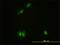 Calcium/Calmodulin Dependent Protein Kinase IV antibody, H00000814-M01, Novus Biologicals, Immunofluorescence image 