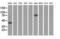 Haptoglobin antibody, LS-C115623, Lifespan Biosciences, Western Blot image 