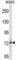 Dynein Axonemal Intermediate Chain 1 antibody, abx029047, Abbexa, Western Blot image 