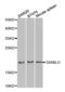 Diablo IAP-Binding Mitochondrial Protein antibody, abx002001, Abbexa, Western Blot image 