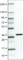 Growth Differentiation Factor 15 antibody, AMAb90687, Atlas Antibodies, Western Blot image 