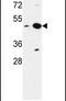 Nucleoporin 42 antibody, PA5-26571, Invitrogen Antibodies, Western Blot image 