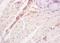 Tenascin C antibody, orb11493, Biorbyt, Immunohistochemistry paraffin image 