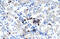 Activator Of Basal Transcription 1 antibody, 27-643, ProSci, Immunohistochemistry frozen image 