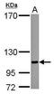 SUMO Specific Peptidase 5 antibody, PA5-31063, Invitrogen Antibodies, Western Blot image 