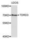 Tudor Domain Containing 3 antibody, STJ27796, St John