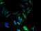 G Protein-Coupled Receptor 83 antibody, A67330-100, Epigentek, Immunofluorescence image 