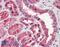 Glutamic-Oxaloacetic Transaminase 1 antibody, 45-690, ProSci, Enzyme Linked Immunosorbent Assay image 
