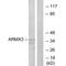 Armadillo Repeat Containing X-Linked 3 antibody, A14662, Boster Biological Technology, Western Blot image 