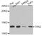 Thioredoxin 2 antibody, PA5-77048, Invitrogen Antibodies, Western Blot image 