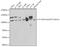 Catenin Delta 1 antibody, GTX33378, GeneTex, Western Blot image 