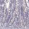 BEN Domain Containing 6 antibody, HPA031605, Atlas Antibodies, Immunohistochemistry frozen image 