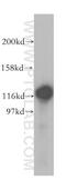 Mtr4 Exosome RNA Helicase antibody, 12719-2-AP, Proteintech Group, Western Blot image 