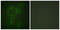 Cbl Proto-Oncogene antibody, LS-C198744, Lifespan Biosciences, Immunofluorescence image 