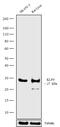 Kruppel Like Factor 9 antibody, 710921, Invitrogen Antibodies, Western Blot image 