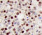 Cyclin Dependent Kinase Inhibitor 1B antibody, MAB22561, R&D Systems, Immunohistochemistry frozen image 