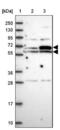 EH Domain Containing 2 antibody, NBP2-33283, Novus Biologicals, Western Blot image 