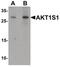 AKT1 Substrate 1 antibody, PA5-34565, Invitrogen Antibodies, Western Blot image 