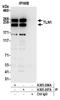 KIAA1027 antibody, A305-207A, Bethyl Labs, Immunoprecipitation image 