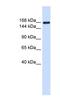 Laminin Subunit Gamma 1 antibody, NBP1-59144, Novus Biologicals, Western Blot image 