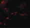 SPRY Domain Containing 4 antibody, LS-C144395, Lifespan Biosciences, Immunofluorescence image 