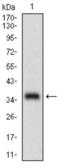 Melanoma Cell Adhesion Molecule antibody, abx015923, Abbexa, Western Blot image 