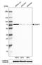 G3BP Stress Granule Assembly Factor 1 antibody, NBP1-83404, Novus Biologicals, Western Blot image 