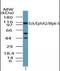 EPH Receptor A2 antibody, orb87642, Biorbyt, Western Blot image 