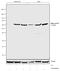 Checkpoint Kinase 2 antibody, 701720, Invitrogen Antibodies, Western Blot image 