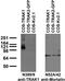 Trafficking Kinesin Protein 1 antibody, 73-371, Antibodies Incorporated, Western Blot image 